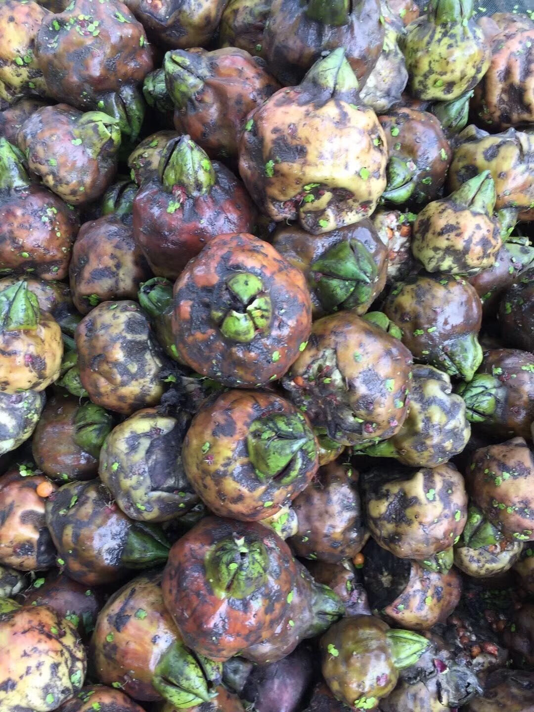 广东东凤鲜芡实鲜嫩鸡头米芡实康中尊 5000g【图片 价格 品牌 报价】