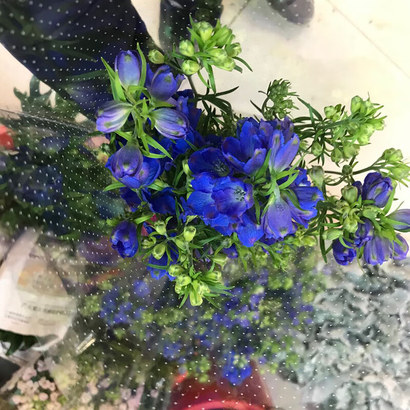 小飞燕鲜花家庭客厅插花大飞燕鲜切花 国产深蓝色大飞燕5枝 到新货后