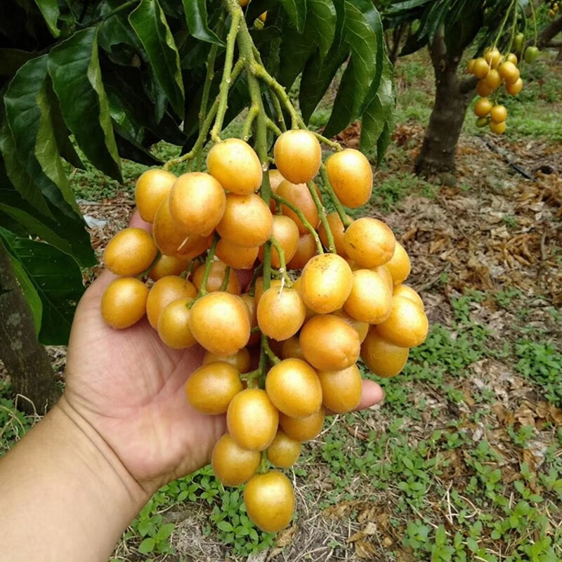 【顺丰空运】广东郁南黄皮果 鸡心黄皮果 新鲜当季水果 (纯甜)有核
