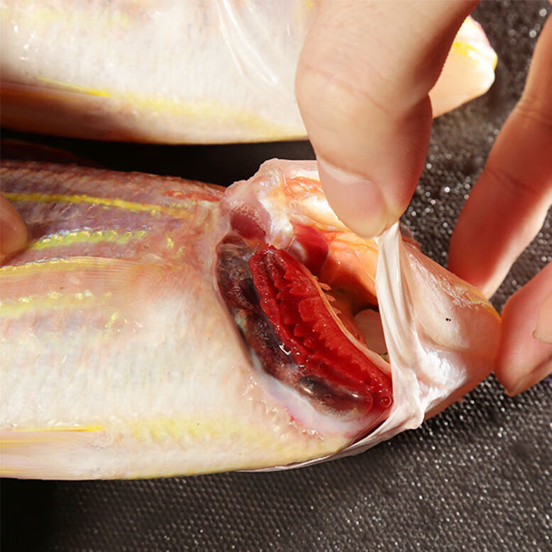 海钓金丝鱼新鲜红杉鱼海捕红三鱼海鱼冷冻鲜活金线鱼广东省专拍金线鱼