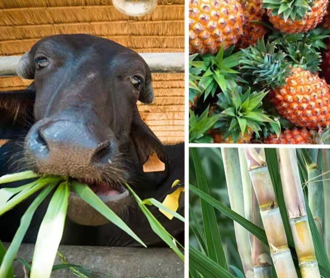 南国乳业乳鹰水牛奶纯奶200ml盒装整箱含钙常温部分乳早餐牛奶2箱12盒