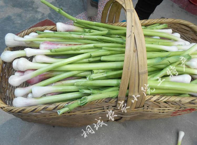 桐城特产家乡味 农家自制开胃咸菜 腌大蒜 腌大蒜杆 大蒜梗450克