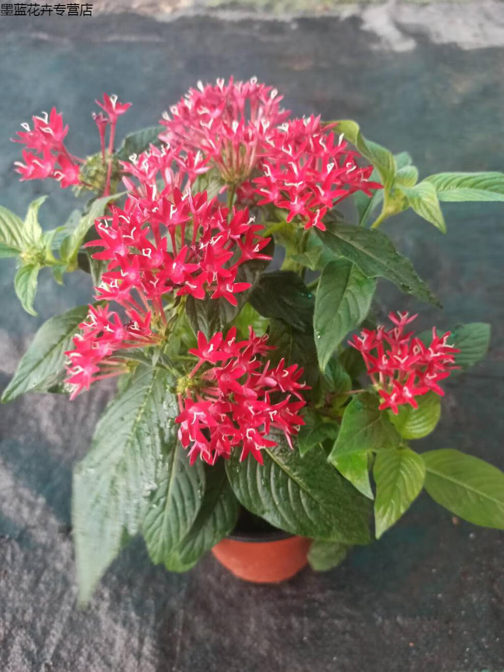 2颗繁星花盆栽五星花耐热耐晒好养多年生花卉开花不断盆栽 粉色(盆装)