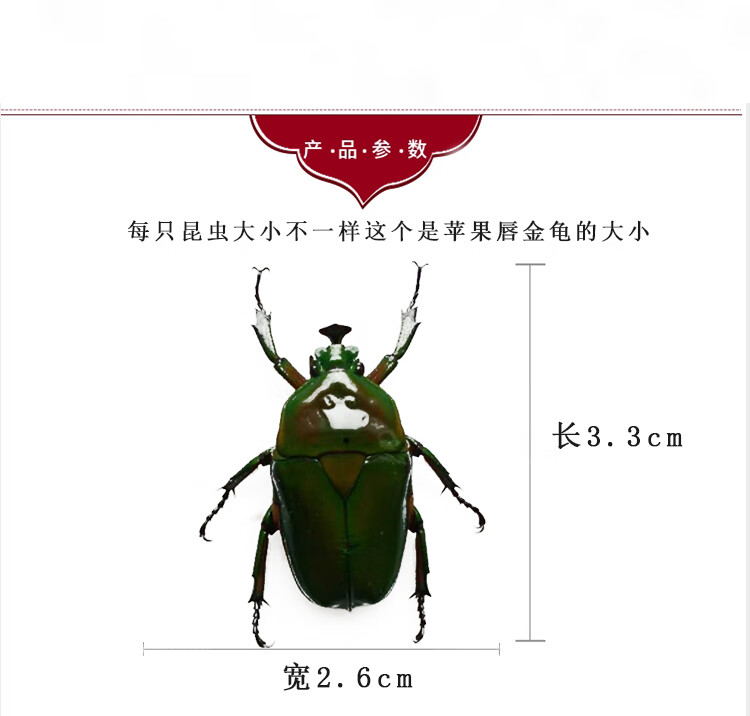 甲蟲真實昆蟲標本獨角仙金龜子扁鍬甲學生觀察教學div收藏送禮蘋果唇