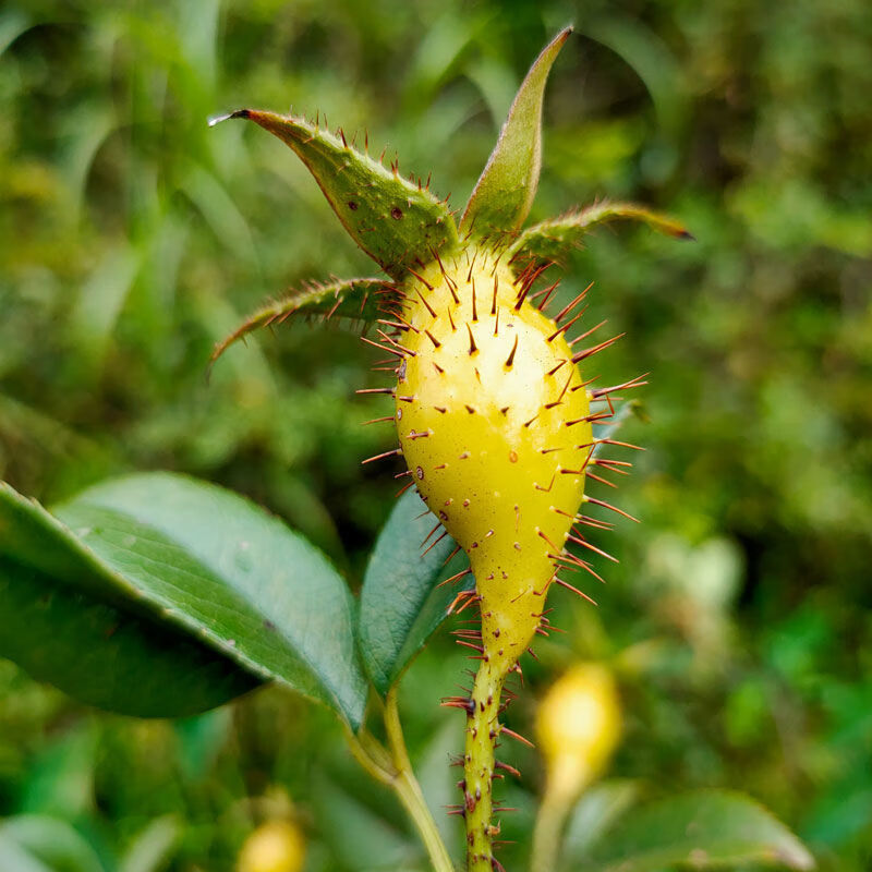 新鲜金樱子农家野刺榆子中药材男人泡酒500g干货金英子 1斤【图片
