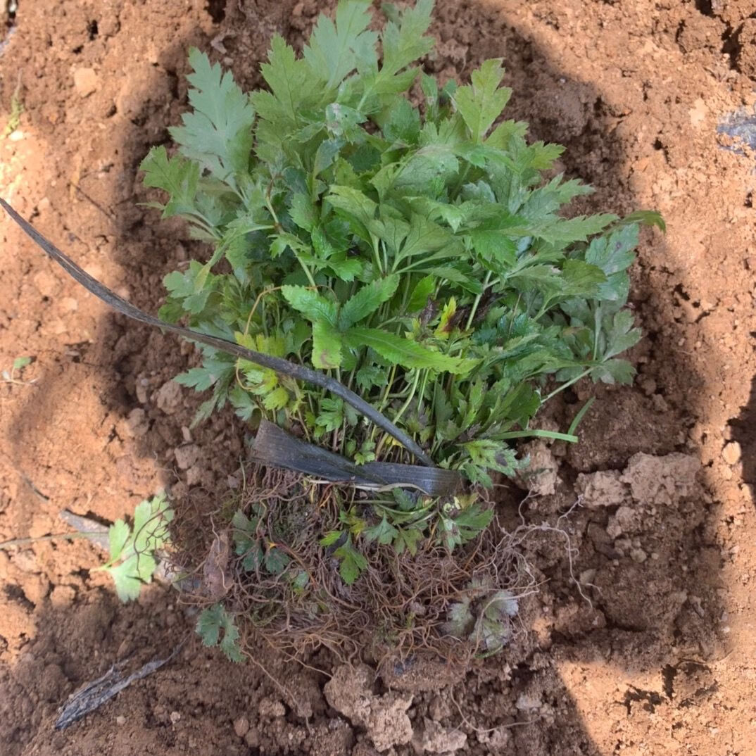 黄连苗黄莲苗黄连种子直销野生种苗树种黄连苗50棵