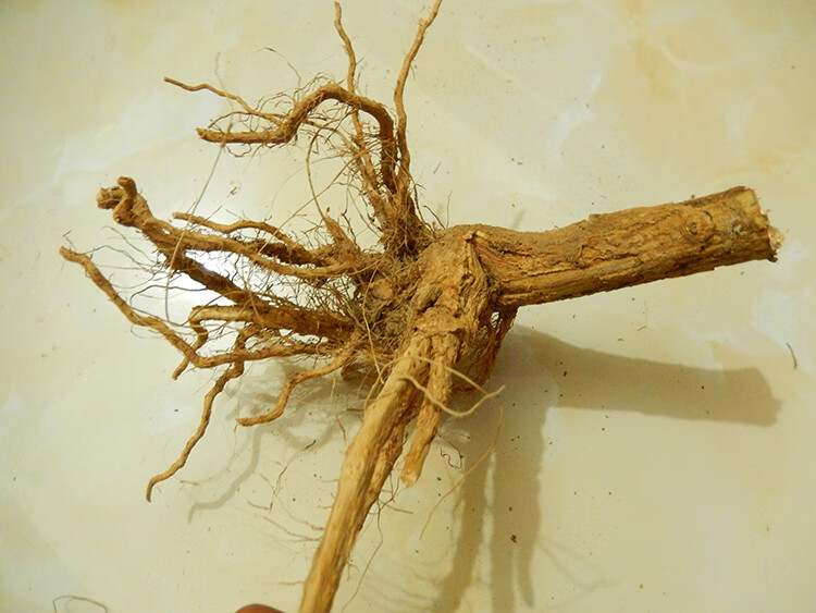 白茄根中药材白茄根茄子根茄母茄根干货500克