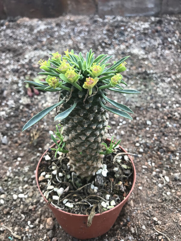 多肉铁甲麒麟白桦峨眉山一物一拍块根好养 铁甲麒麟老桩单头高6cm 带