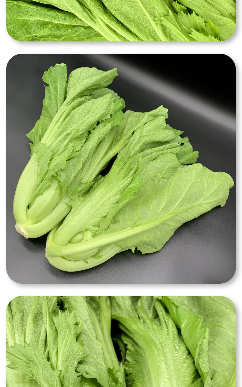 春光岛 新鲜芥菜2.