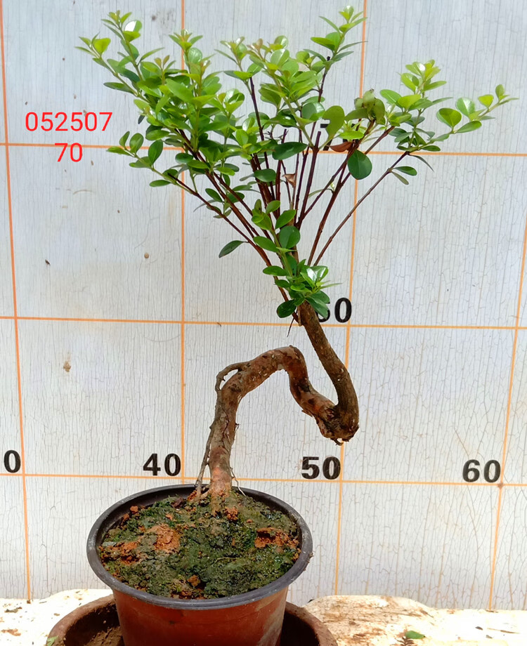 室内山土小叶红芽赤楠老桩盆景矮树根栽培苗大型木本植物花卉 乳白色