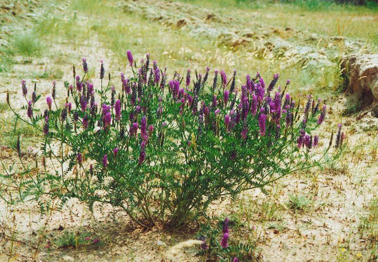 10063279099802商品名称:沙打旺种子多年生牧草四