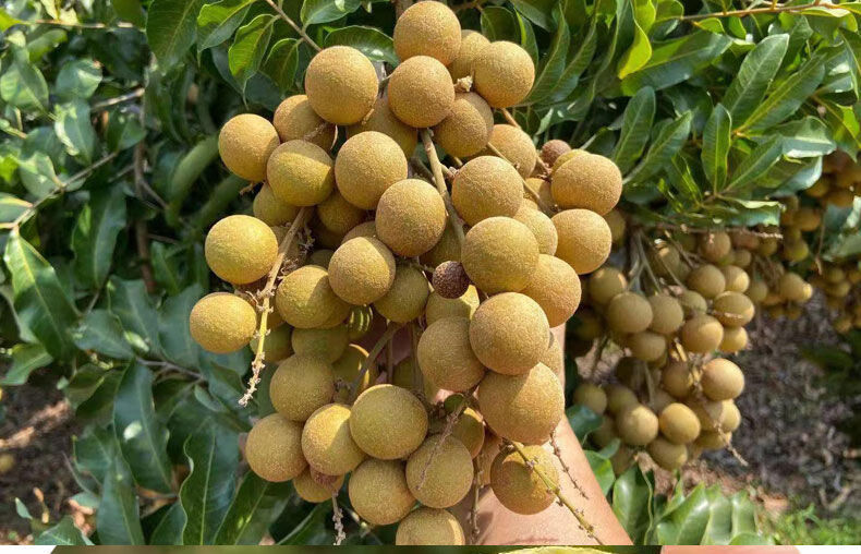 顺丰空运直达海南三亚储量龙眼海南三亚新鲜水果热带水果大桂圆甜润饱