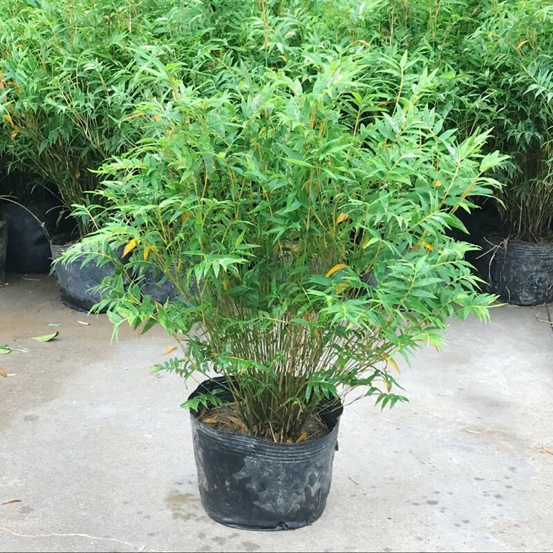 竹子苗植物庭院四季常青户外种植观赏竹苗紫竹慈孝室内盆栽罗汉竹 语