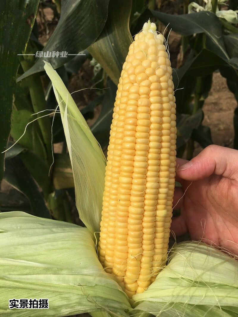 黄玉米种籽早熟高产鲜食大棒超甜糯包谷菜籽种春秋蔬菜种子四季播甜糯