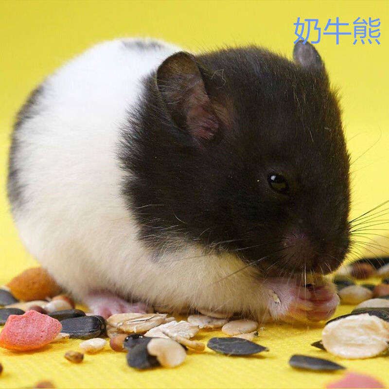 京选推荐小仓鼠活三线银狐金丝熊仓鼠宠物一只仓鼠宝宝仓鼠用品奶牛