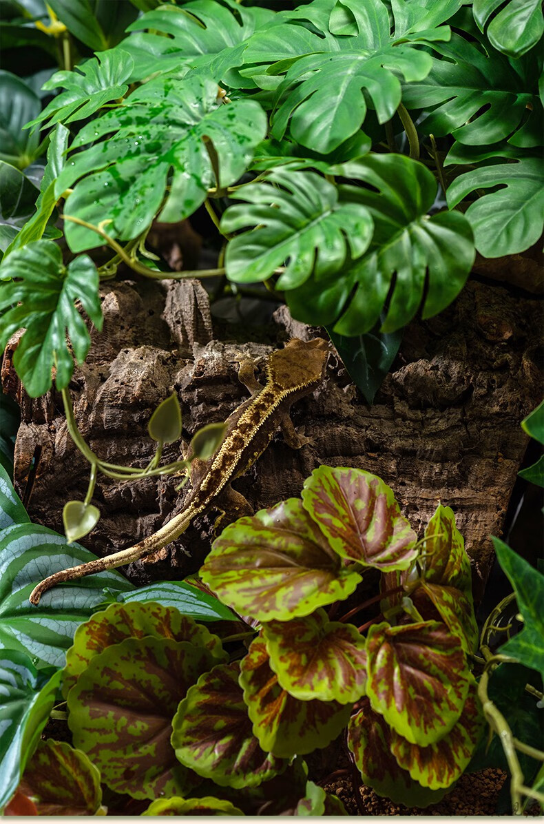 睫角守宫垫材蓝玻璃树蛙爬虫仿真造景植物雨林缸装饰蜥蜴变色龙饲养箱