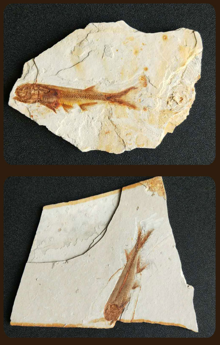 攸竹辽西古生物化石狼鳍鱼化石标本原板观赏奇石摆件动物化石