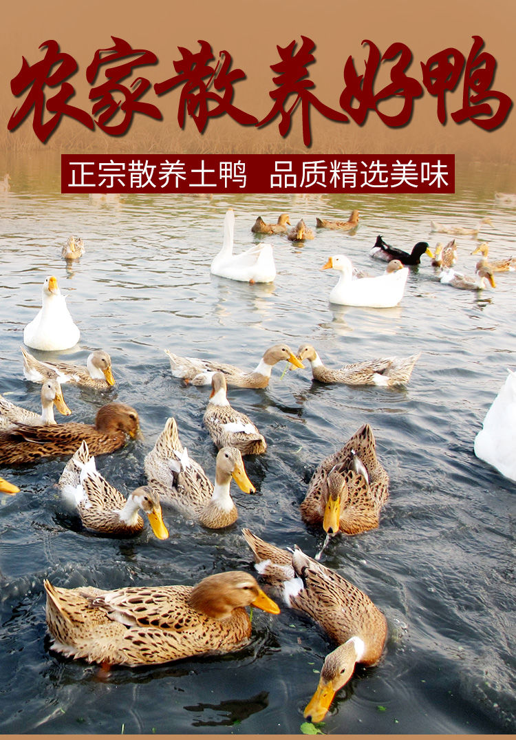 农家鸭子活体土鸭新鲜鸭子鸭货冷冻整只老鸭鸭肉麻鸭土鸭一只装