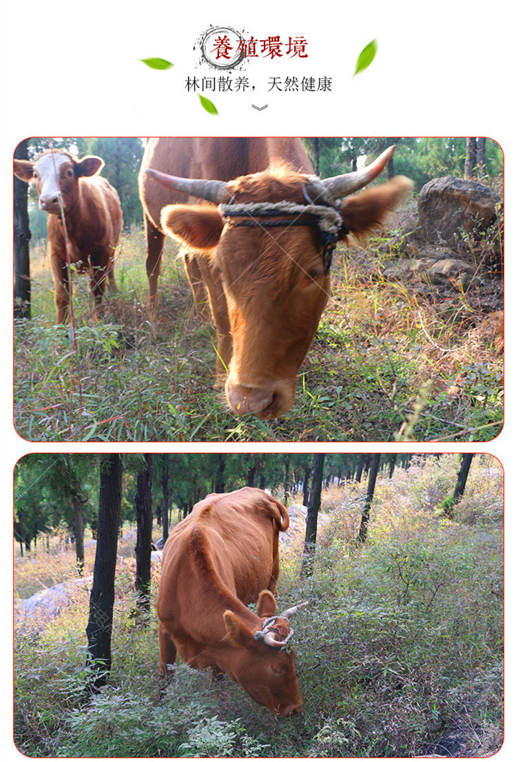 熟牛头肉 新鲜黄牛肉原味5斤现杀现煮手工切割烹饪方便