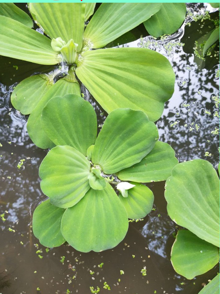 水葫芦植物 水葫芦植物水生种水养活体造景养乌龟鱼虾水芙蓉水草z1 带