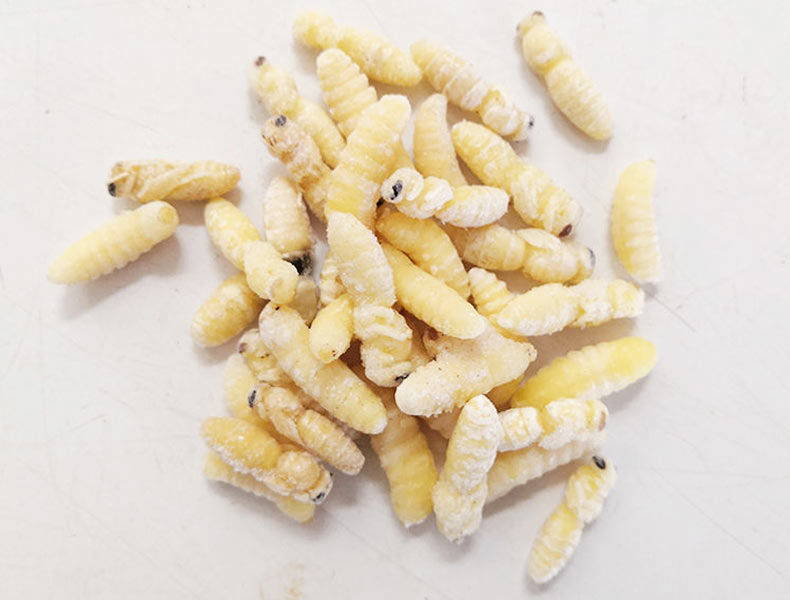 北京同仁堂原料深山野生马蜂蛹500g新鲜冷冻顺丰虎头蜂幼虫蜂儿子农家