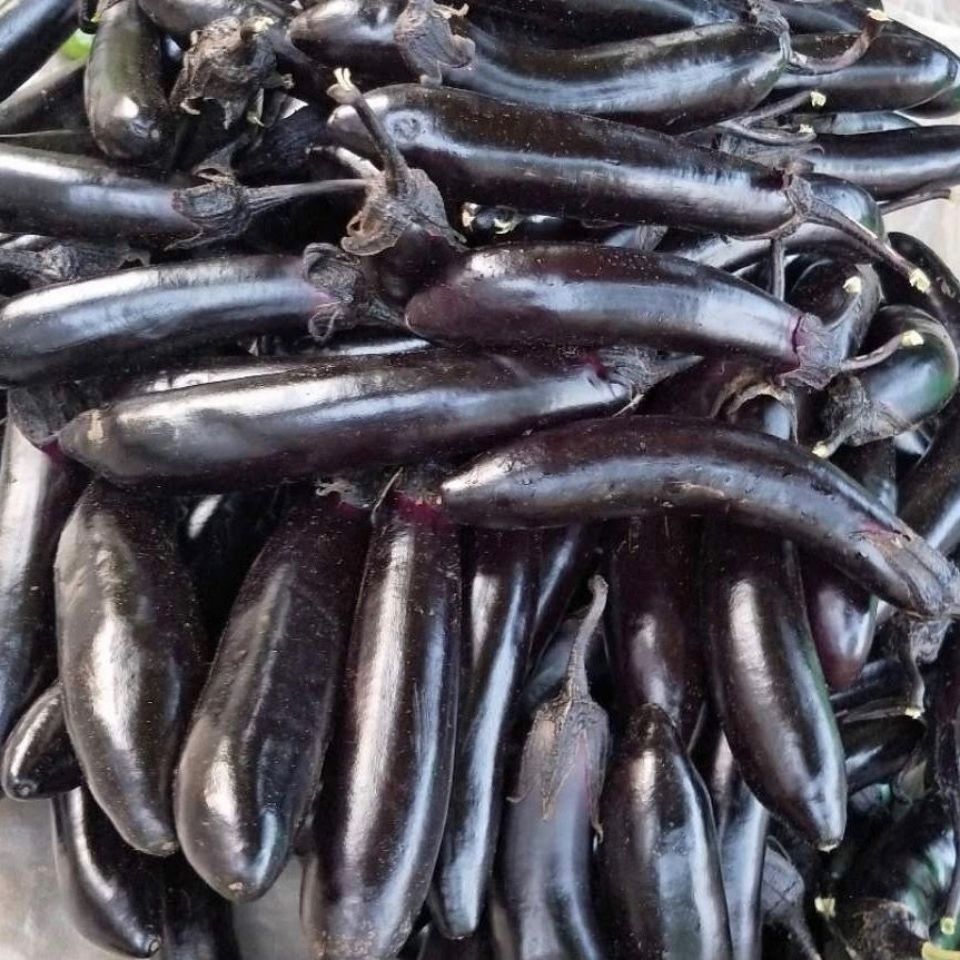 东北茄子蒜茄子小茄子扭新鲜腌制黑紫长线茄子现摘开锅烂紫裤茄子小