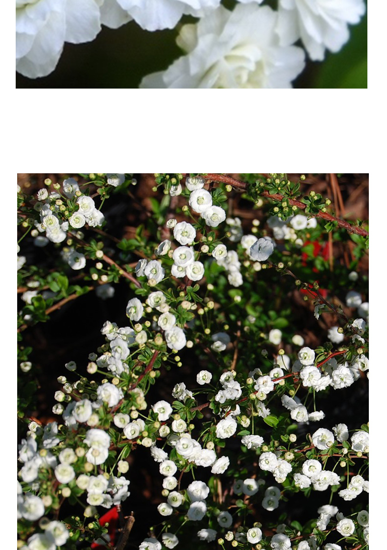 重瓣小手鞠 盆栽花园阳台多年花灌木老桩苗小手鞠新娘花环 重瓣绣线菊