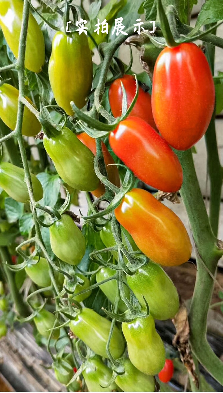 农之子 花生西红柿种子小柿子番茄种苗 【黄果香甜】花生柿子种子 10