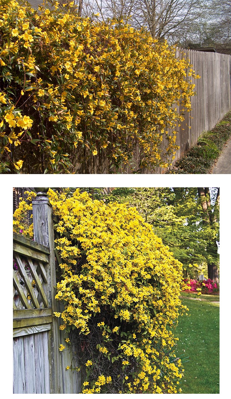 飘香藤浓香花卉茉莉花爬藤庭院阳台室内藤蔓苗植物多季开花 法国香水
