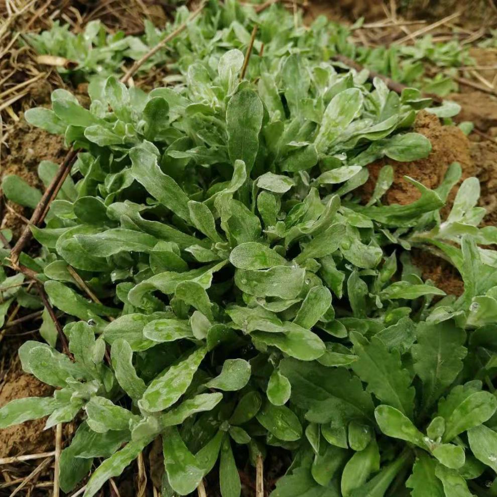 新鲜鼠曲草清明菜清明草佛耳草绒毛草鼠麴田艾草清明糯米粑原材料