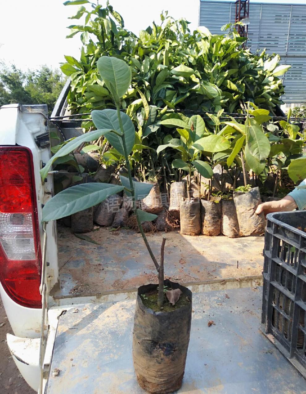 海南榴莲蜜苗树榴莲蜜苗树新品种嫁接果树苗南方种植菠萝蜜苗四季水