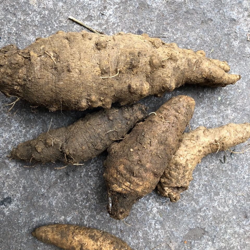 野生新鲜山海螺中药四叶参羊乳奶参现挖现货干货500克自然晒干山海螺