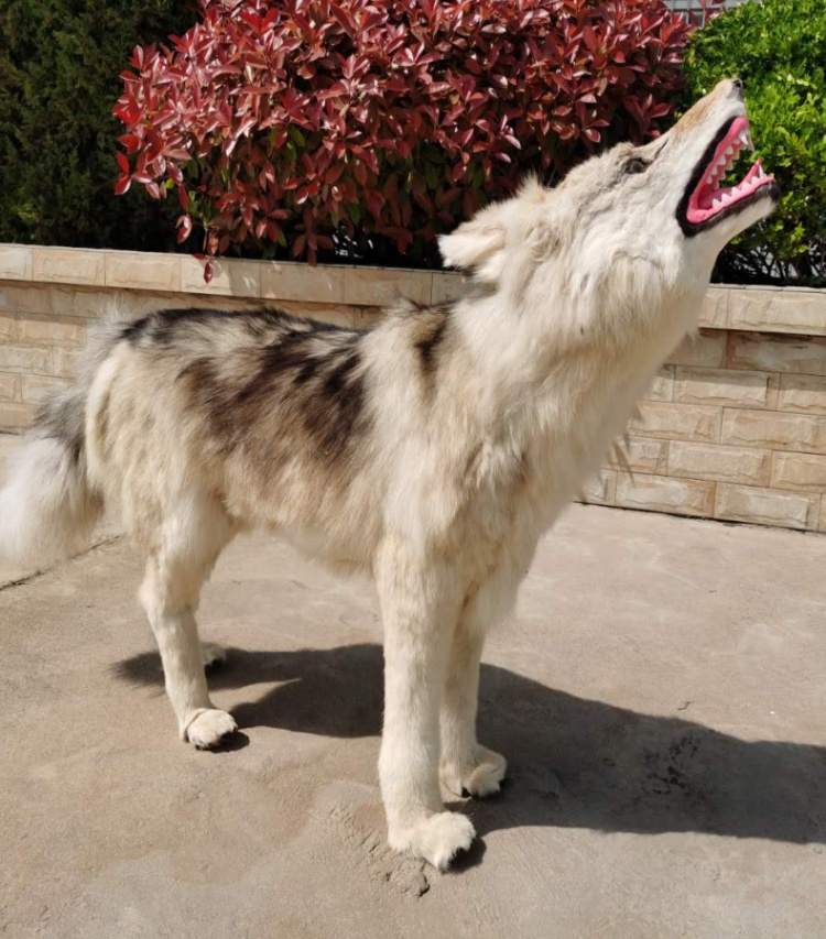 大型皮毛仿真动物狼标本摆件玩偶玩具工艺品狼模型狼标本毛绒狼 支持