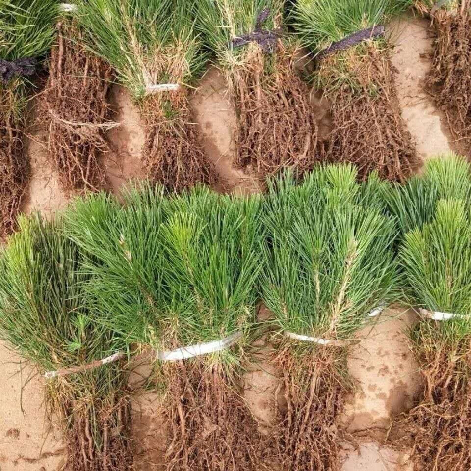 绿化苗木日本黑松小苗庭院黑松苗雪松树苗四季常青盆景植物松树苗