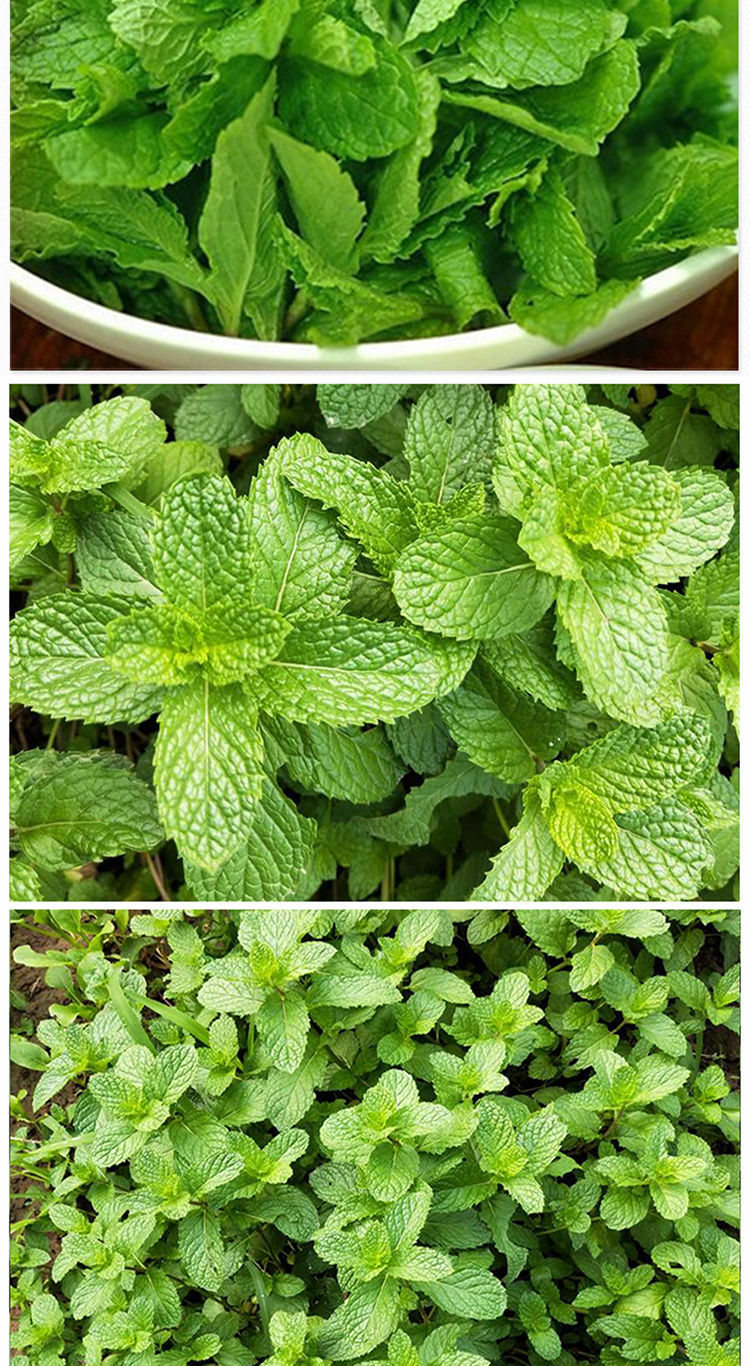 新鲜薄荷叶500g清凉食用西餐酒吧调酒泡水泡茶香料莫吉托留兰香 薄荷