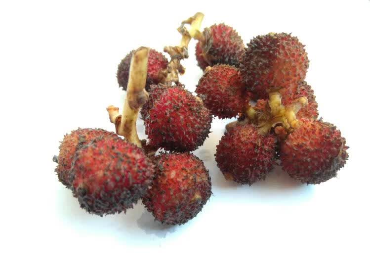 春砂仁蜜阳春特产砂仁蜂蜜浸阳灵嘉华阳江生砂仁鲜果蜜糖沙仁蜜饯