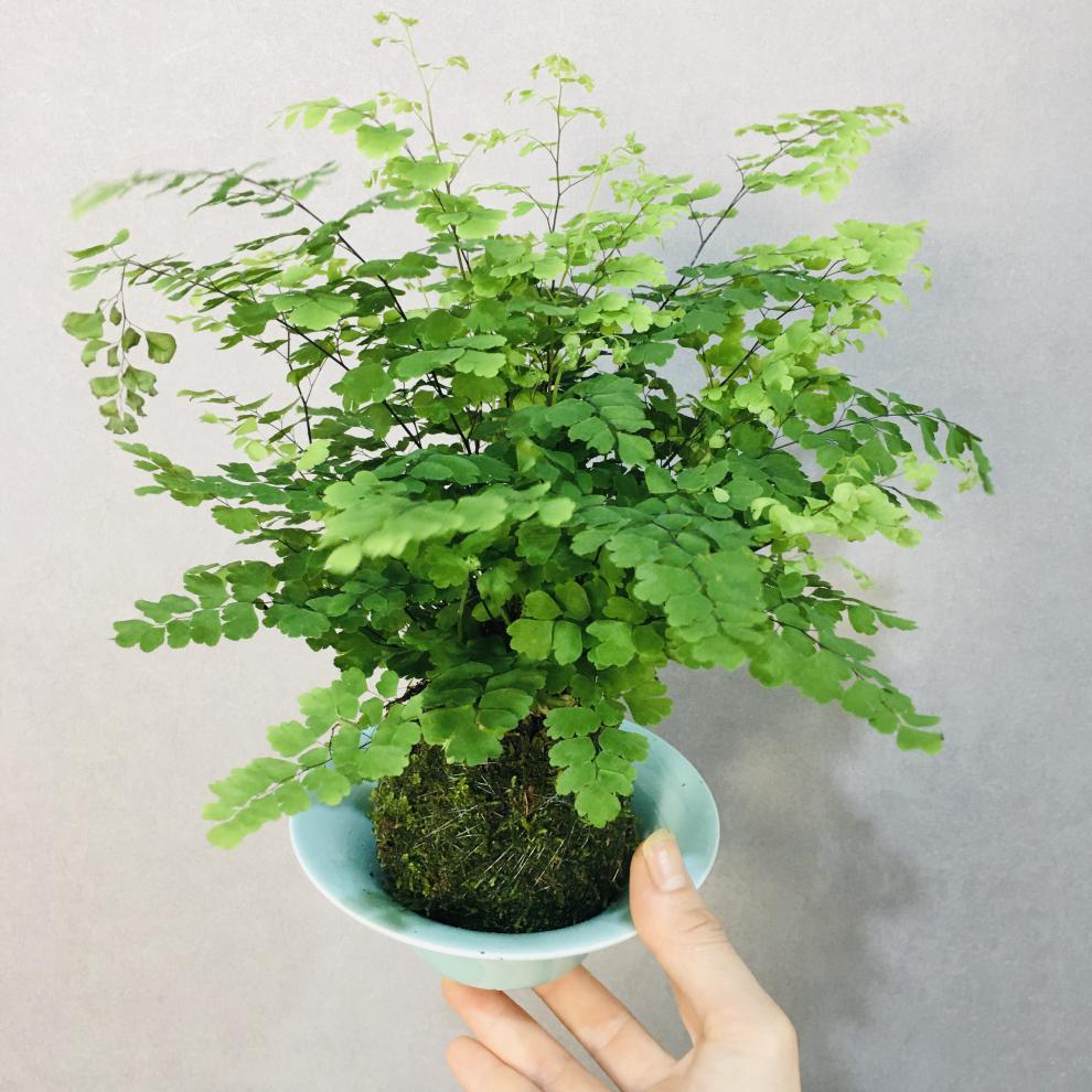 苔藓球苔玉蕨类室内水培绿植盆栽 吉姆蕨 不含盆【图片 价格 品牌