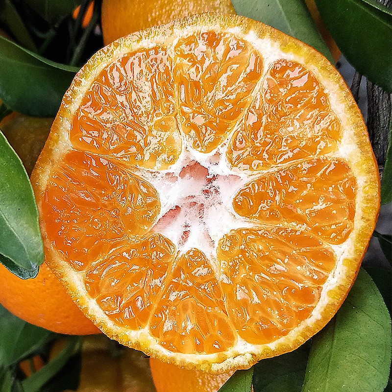 张家界湘西椪柑果径60mm以上5斤