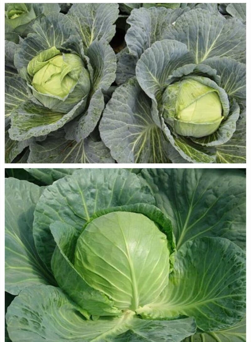 莲花白新鲜圆白菜绿甘蓝卷心菜小包菜泡菜农家鲜蔬菜新鲜精选装净重十