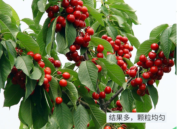大樱桃树盆栽车厘李子树苗烟台嫁接樱桃苗地栽南方北方种植果树苗
