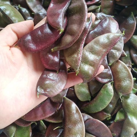 苏北农家自种新鲜露天扁豆红扁豆老品种紫扁豆扁豆荚猪耳朵 5斤新鲜