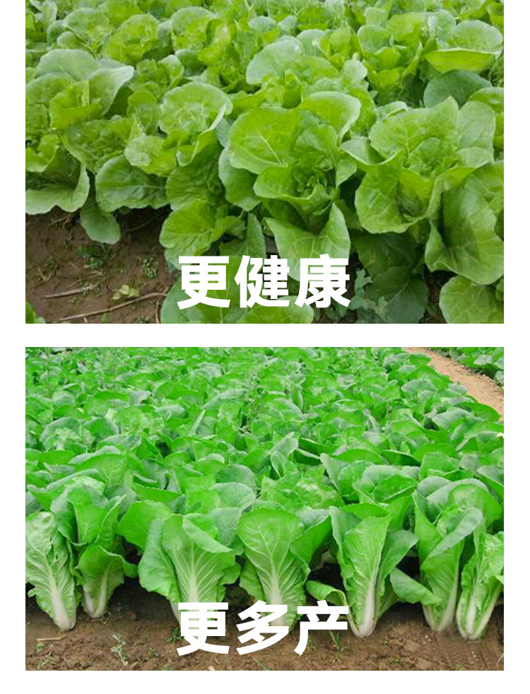 快菜种子小白菜籽四季小白菜种籽苗春季夏秋冬季青蔬菜菜种孑阳台速生