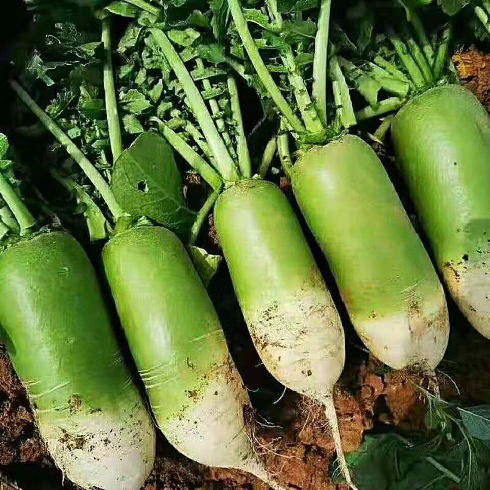 细长绿色杆蔬菜脆脆的图片