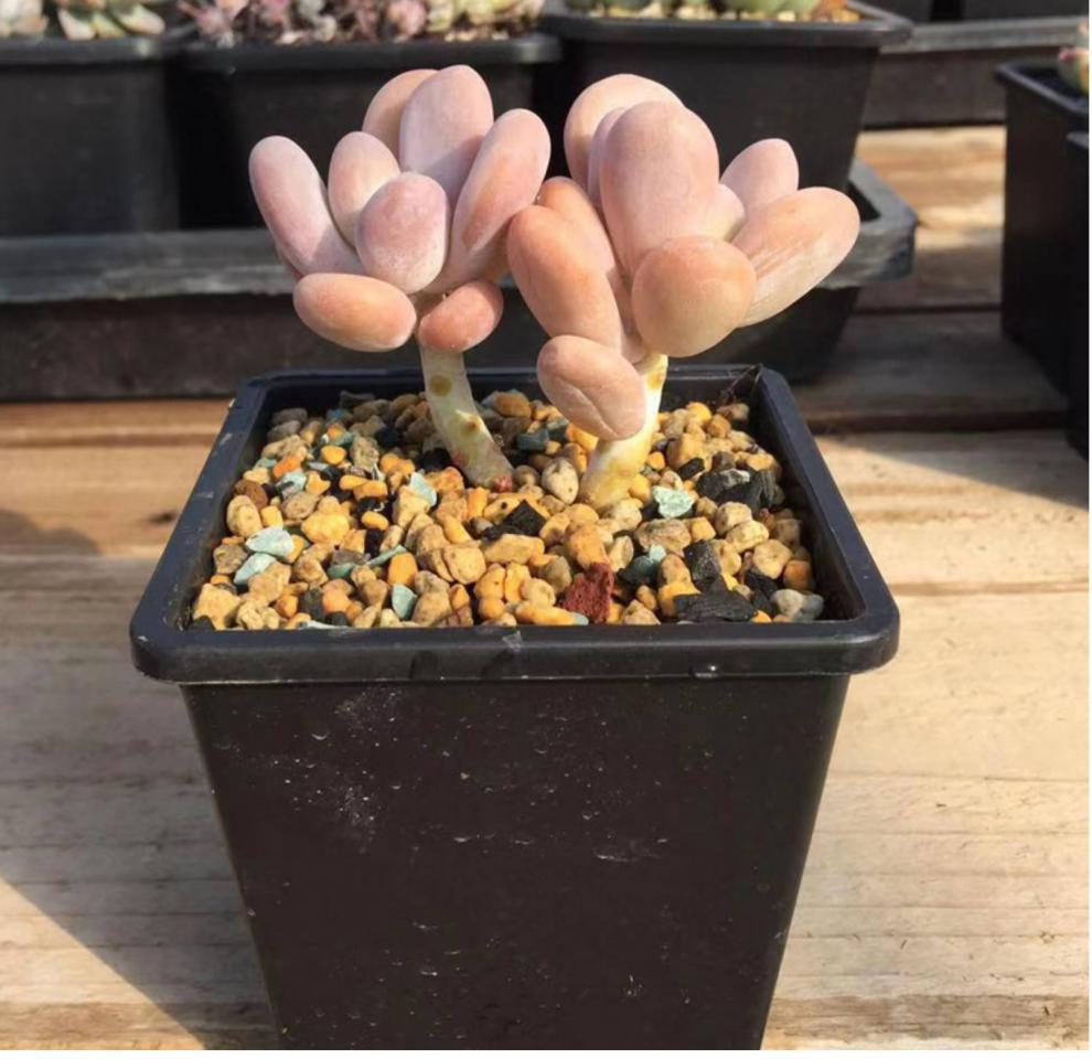 多肉植物奶酪非常精美老桩稀有品种趣味肉肉室内盆栽窗台双头10cm含盆