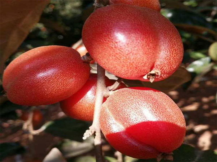 羊奶果苗特大果形德甜二号胡颓子苗胡秃子苗羊奶果