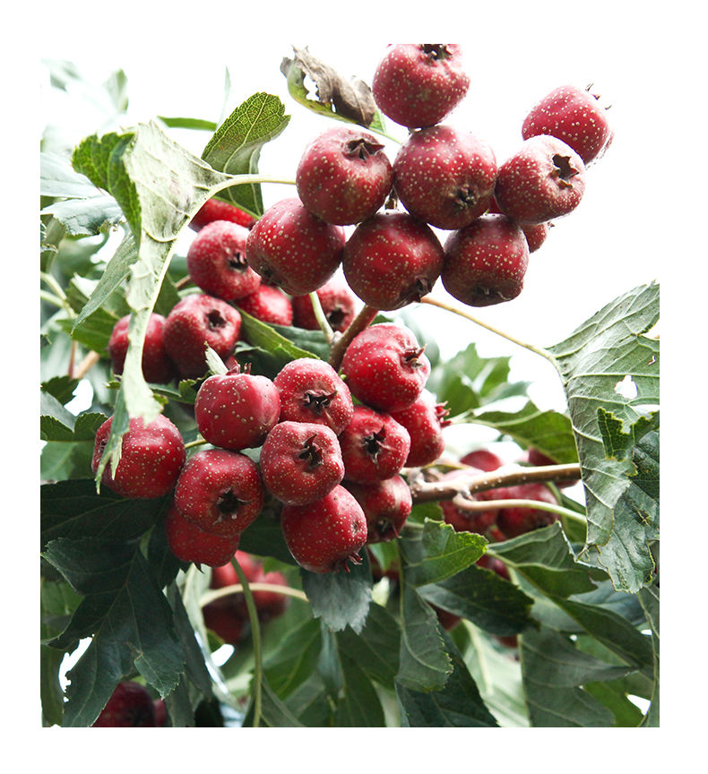 【精选s级】直接吃的野山楂一斤装小金星鲜山楂果山里红酸甜秋金星甜