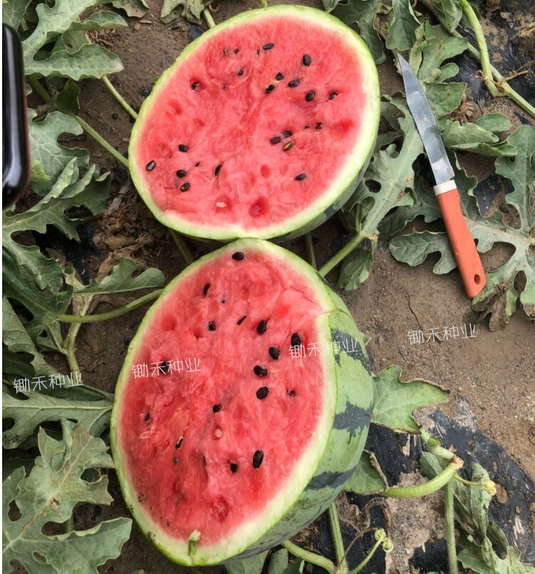 早佳8424【100粒】【图片 价格 品牌 报价】-京东