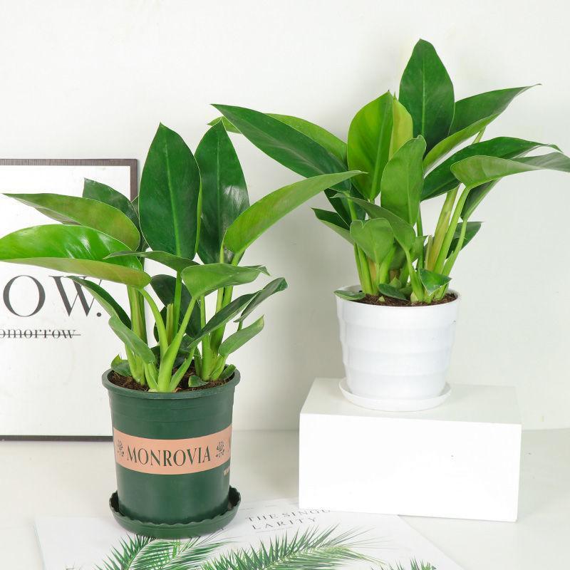 绿公主大叶金钻红钻吸毒王四季常青吸室内桌面绿植盆栽花卉 绿钻15-22