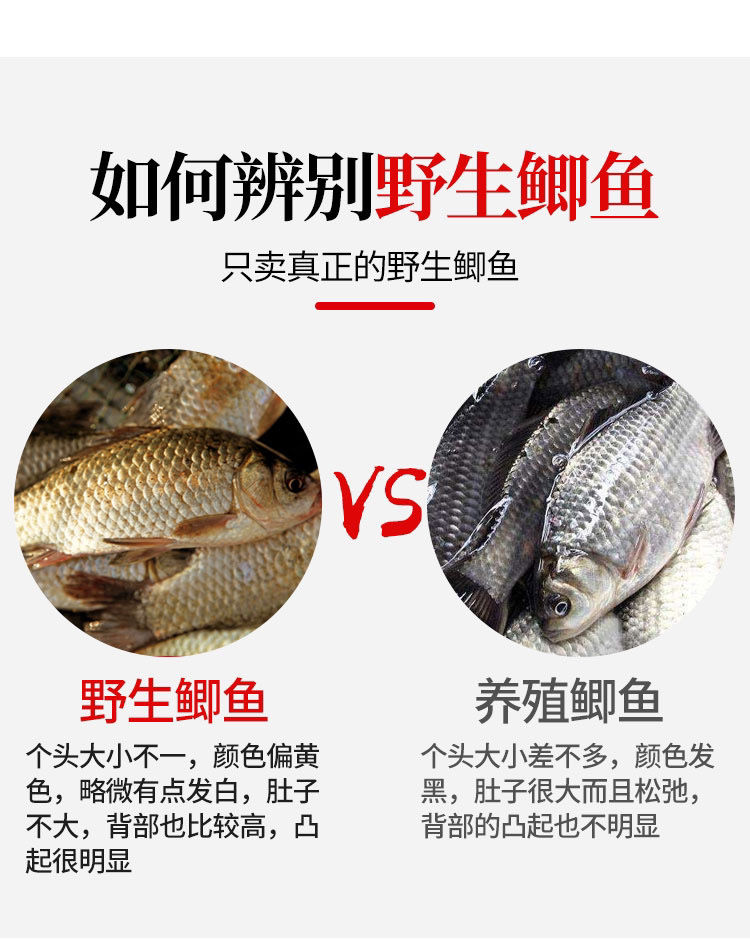 野生小鲫鱼新鲜活鱼现杀野生鲫鱼3斤装23条一斤