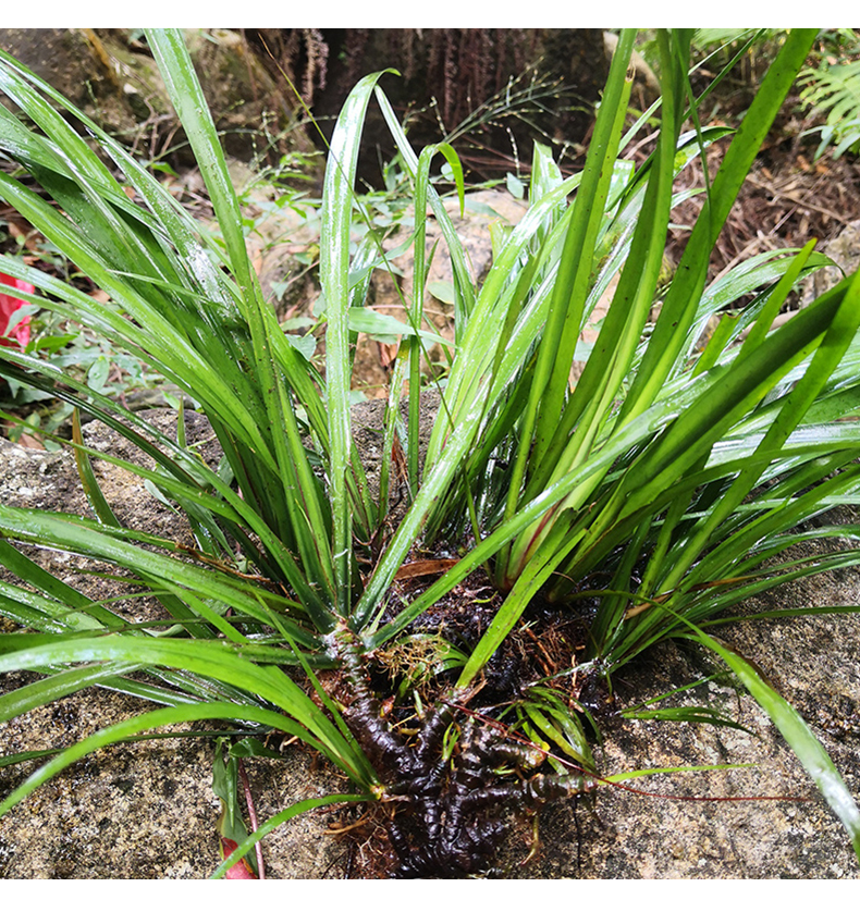 石菖蒲野外新鲜九节山菖蒲臭蒲草根水剑草叶子材500g泡澡 新鲜枝叶